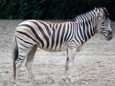 Zebra.JPG